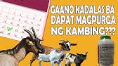 gamot sa pagtatae ng kambing|Nagtatae ba ang iyong kambing at .